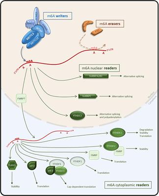 Regulatory Mechanisms of the RNA Modification m6A and Significance in Brain Function in Health and Disease